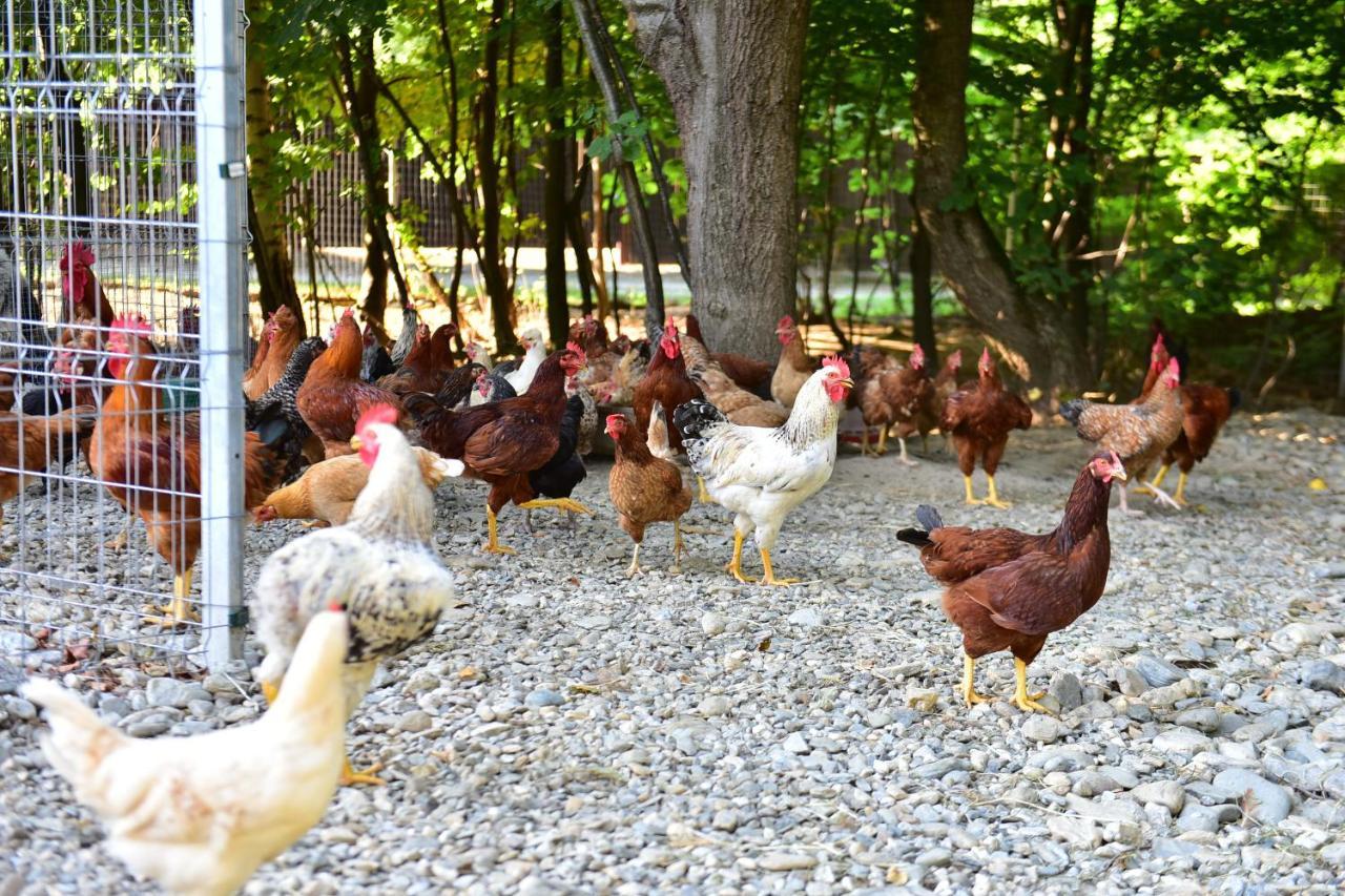 Natura Family Resort Felek Kültér fotó