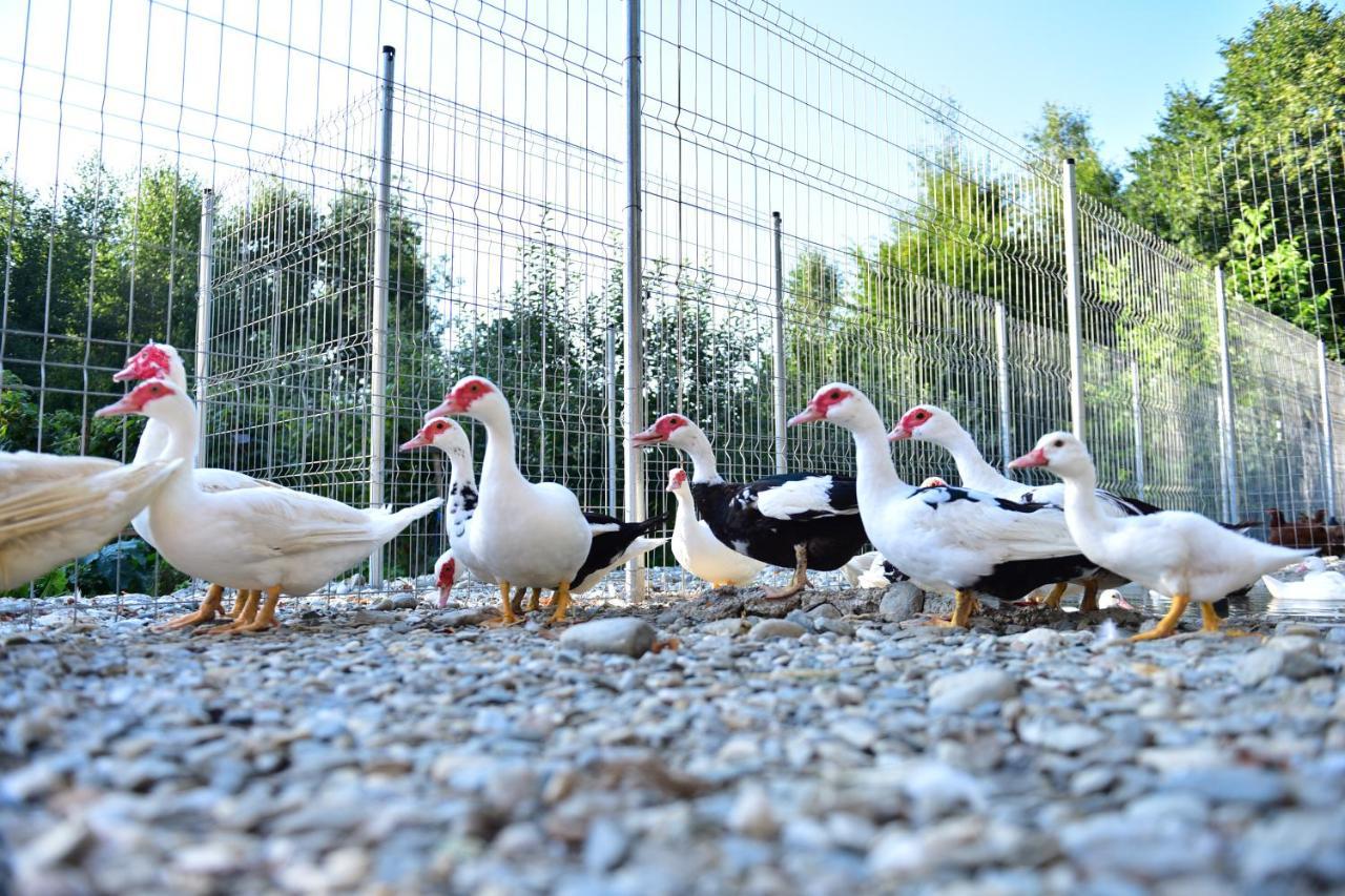 Natura Family Resort Felek Kültér fotó